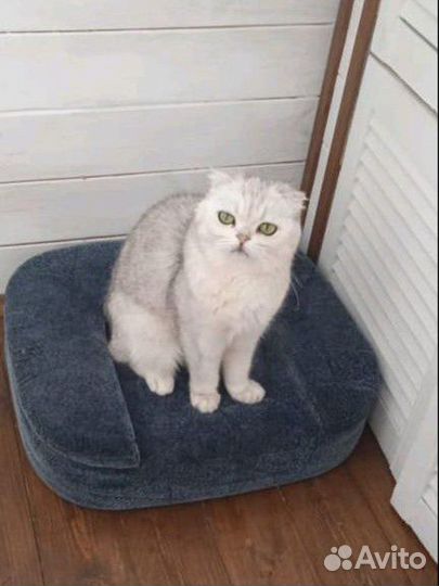 Кошка в добрые руки