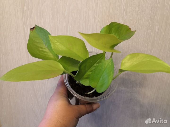 Сингониум арроу ред, сциндапсус