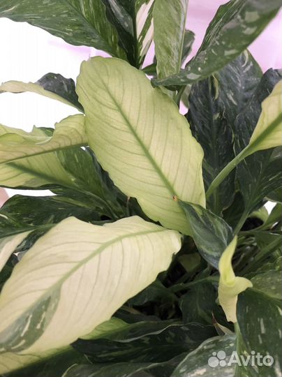 Спатифиллум Вариегатный даймонд женское счастье