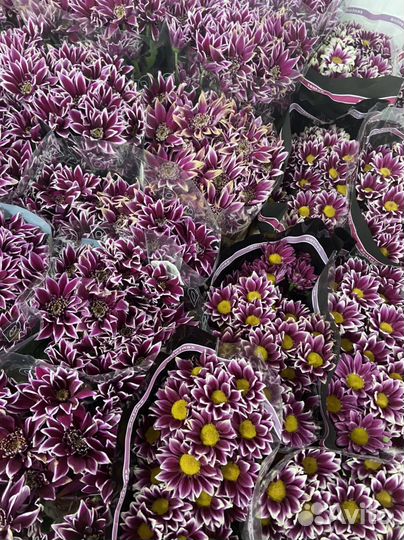 Хризантема кустовая