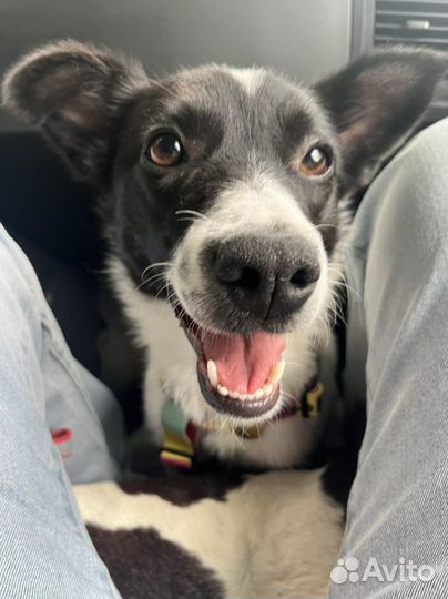 В добрые руки собака среднего размера