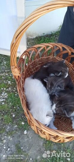 Отдам в надёжные руки хвостика-пушистика