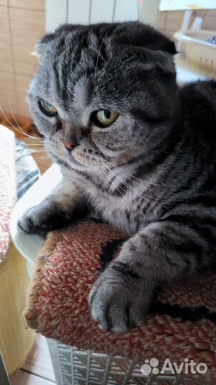 Шотландская вислоухая кошка бесплатно