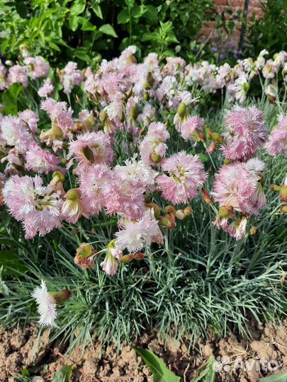 Гвоздика перистая