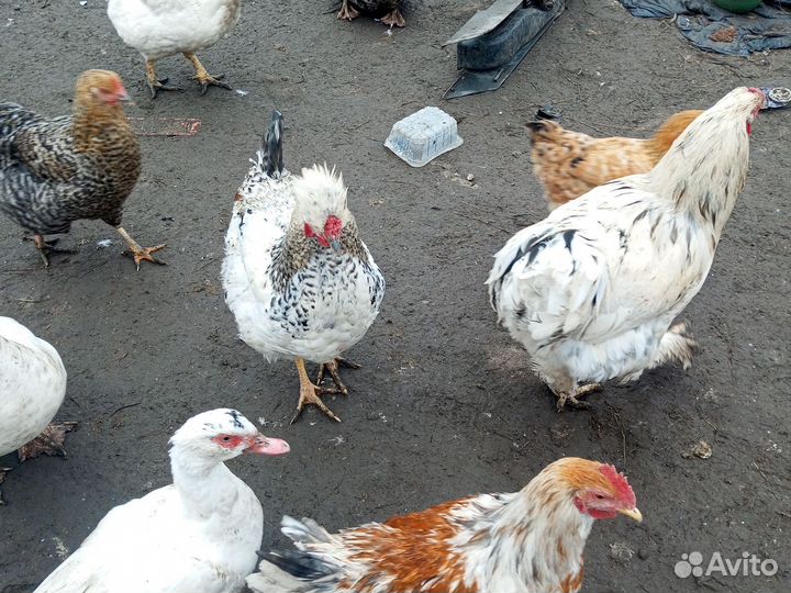 Петухи молодый