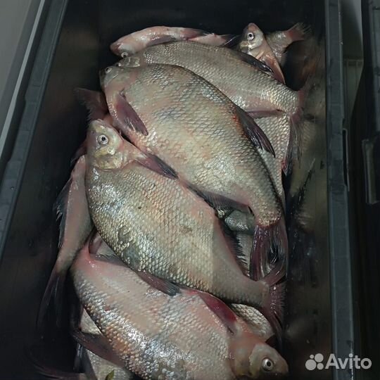 Чехонь, лещ на посол