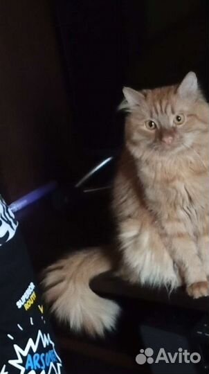 Отдам кота в добрые руки