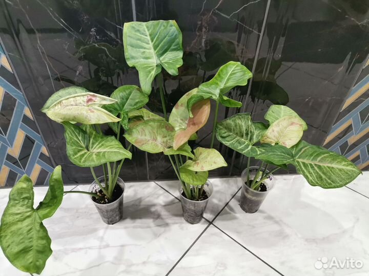 Сингониум Конфетти