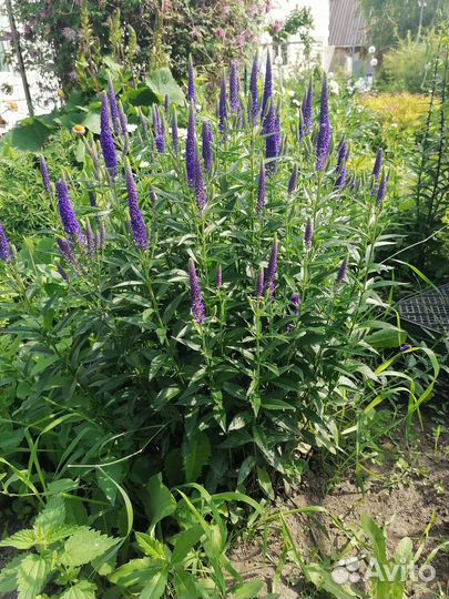 Садовые цветы