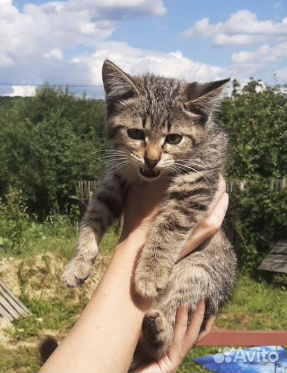 Котик в добрые руки