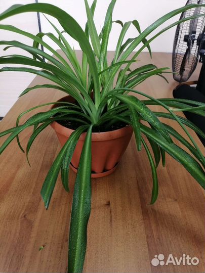 Хлорофитум хохлатый и полосатый