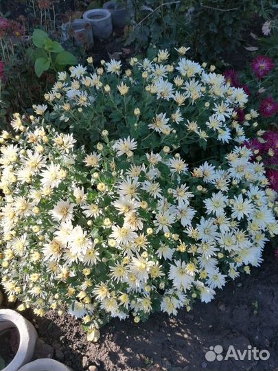 Хризантемы мультифлора