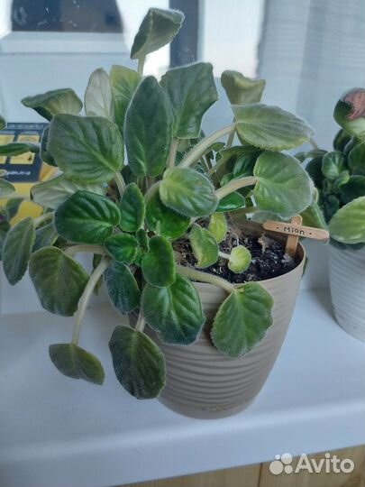 Фиалка сенполии