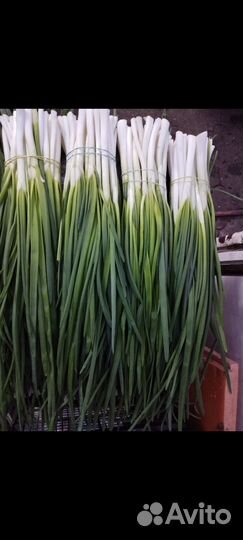Лук зеленый