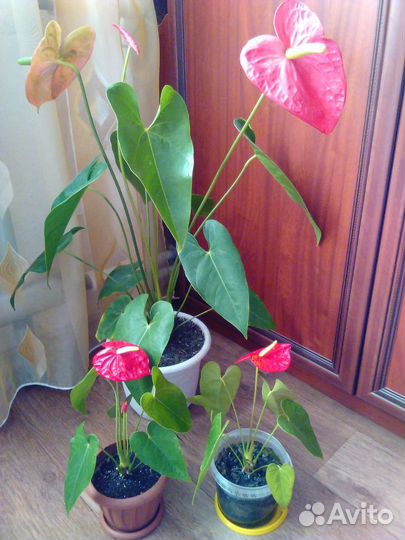 Антуриум Андрэ