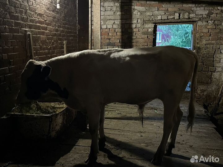 Бычки и телята