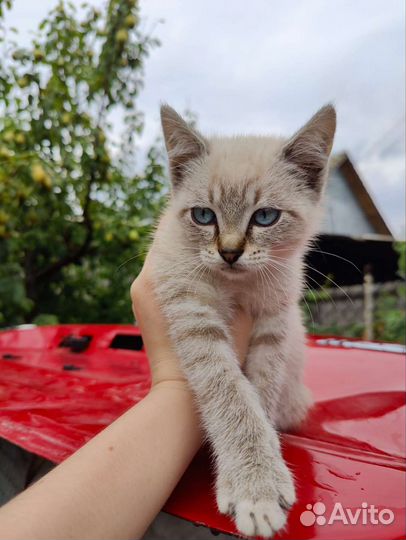 Отдам кошку