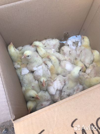 Цыплята бройлеры подрощенные