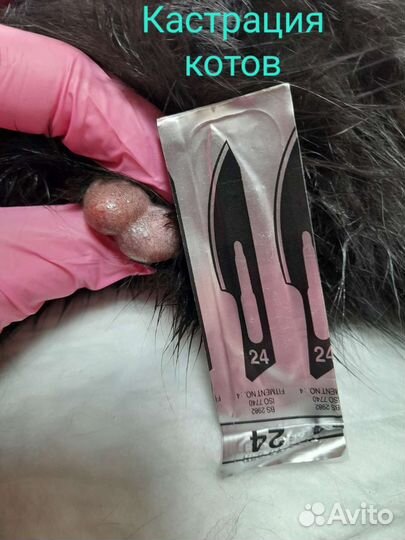 Ветеринарный врач на дом