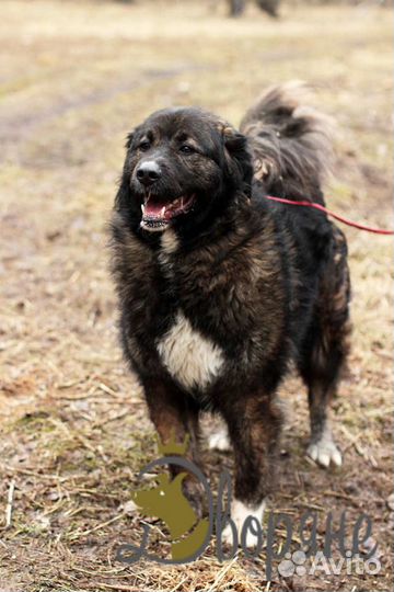 Отличная собака на охрану Барон