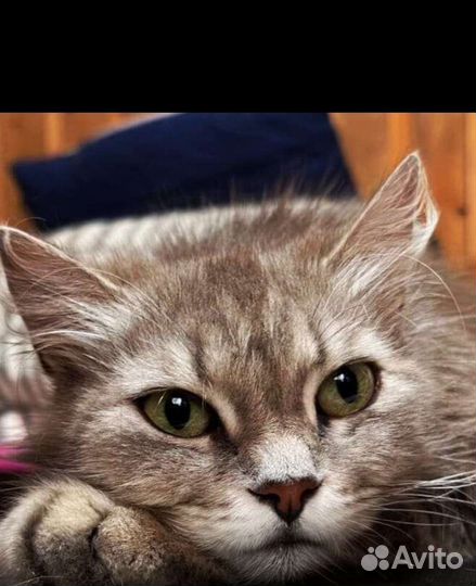 Кошка в дар бесплатно