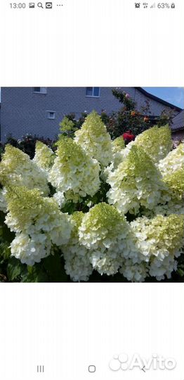 Гортензии 10 сортов