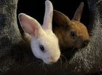 Плюшевые карликовые кролики рэкс