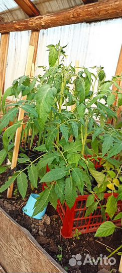 Рассада помидор