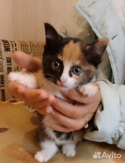 Котёнок