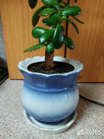 Денежное дерево толстянка с горшком
