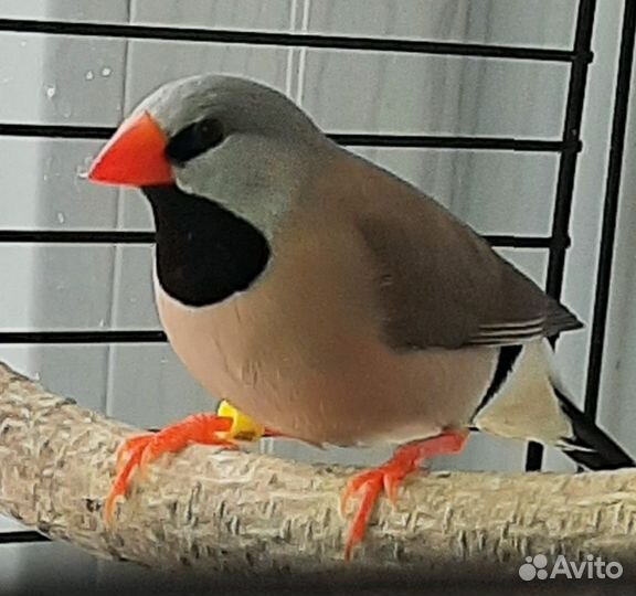 Острохвостые амадины