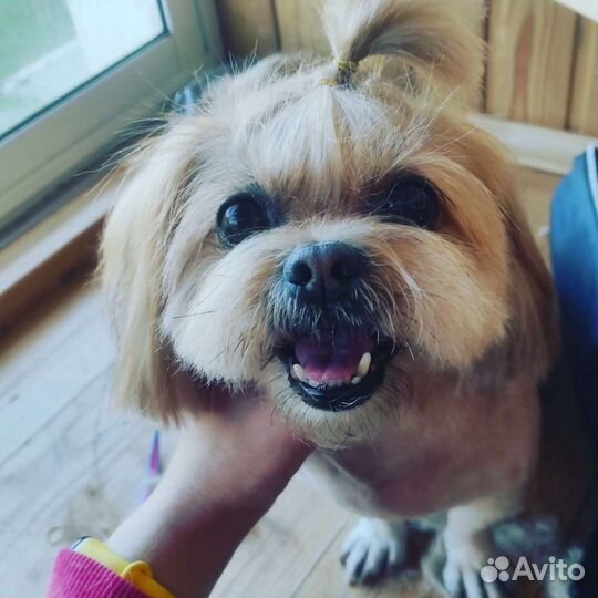 Грумер.Стрижка кошек и собак.Груминг.Выезд на дом