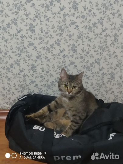 Кошка в добрые руки