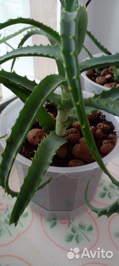 Алоэ лечебный