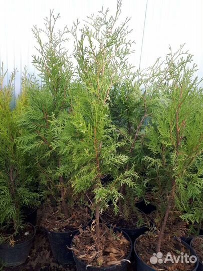 Туя западная брабант