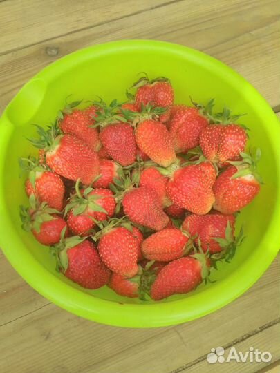 Рассада земляники садовой