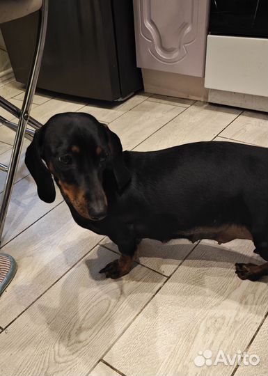 Щенки Таксы