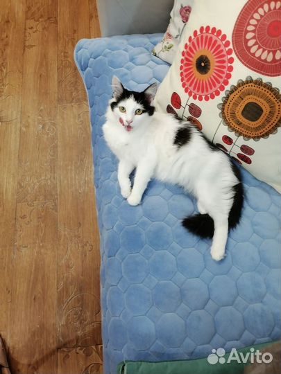 Девочка ищет дом