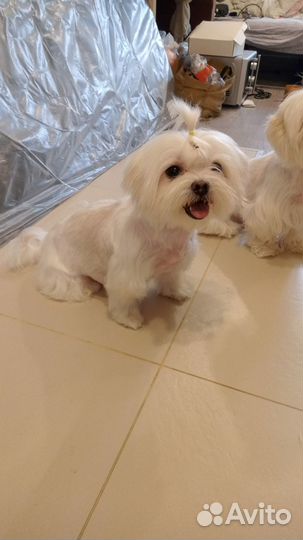 Стрижка собак мелких и средних пород