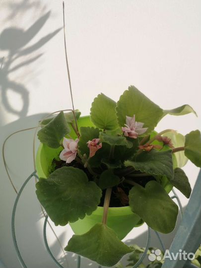 Домашние цветы