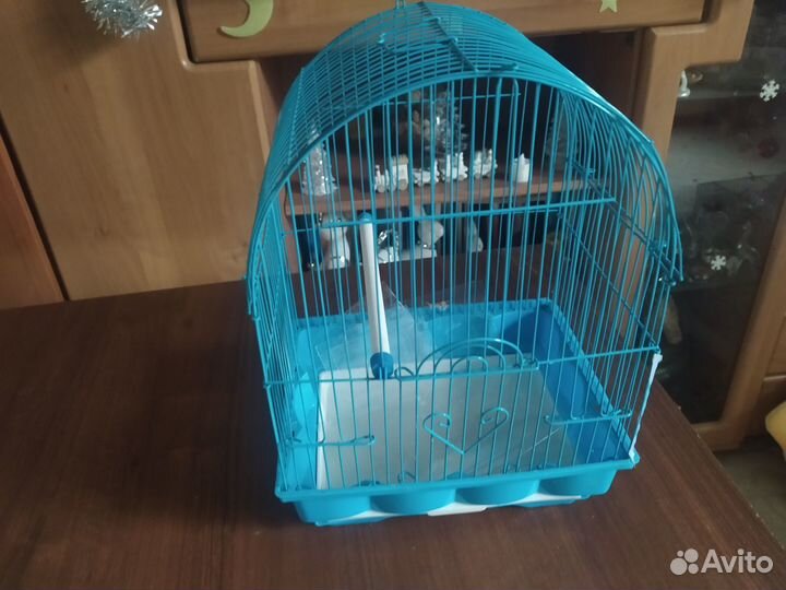 Волнистый попугай