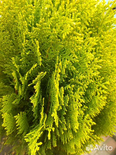 Туи Ауреа нана, туи Смарагд, голубые ели