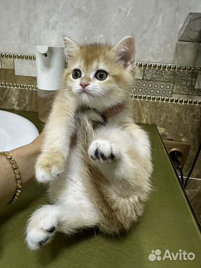 Котята золотая шиншилла 1,5 месяца
