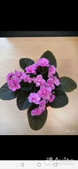 Фиалки разные, махровые перламутровые