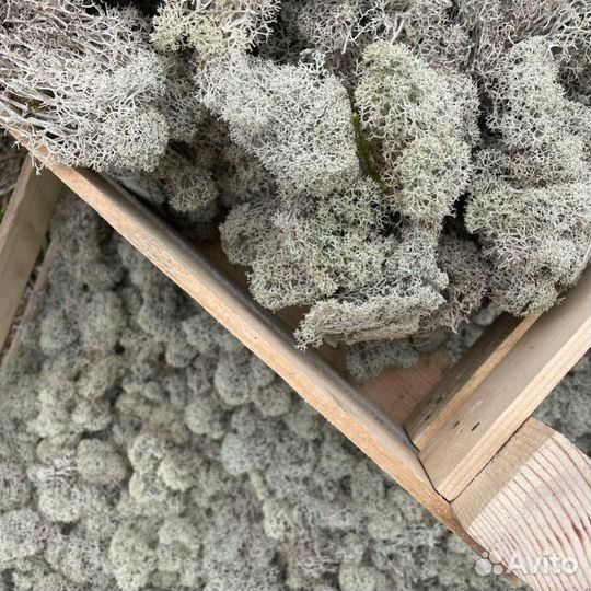 Мох Ягель живой(сухой,очищеный)