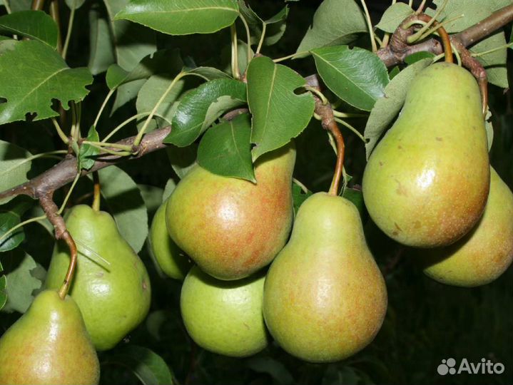 Груша плодовая 