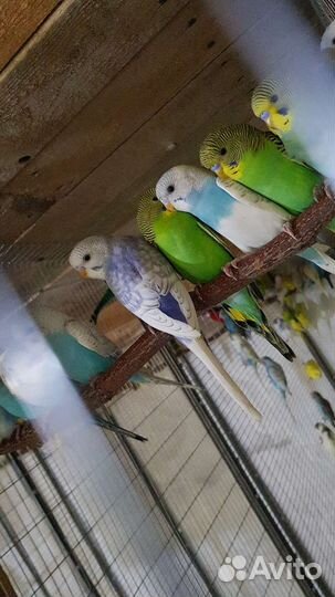 Попугаи и амадины