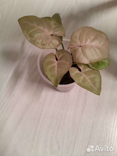 Сингониум Неон робуста