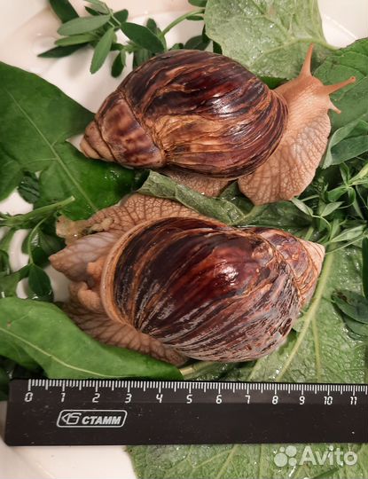 Улитки ахатины