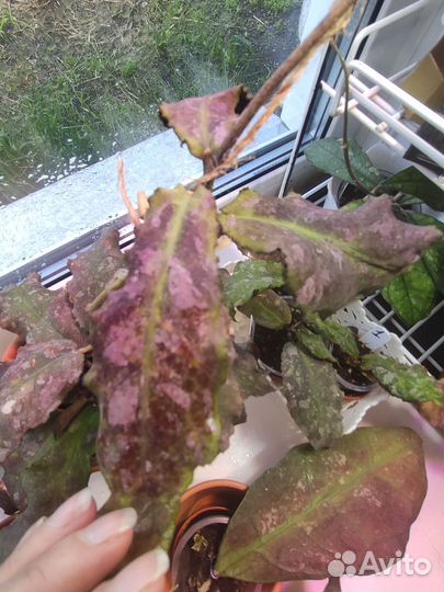 Хойя ундулата